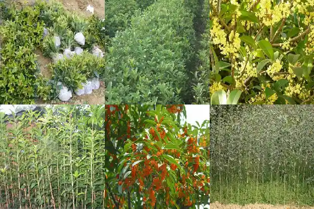 桂花树丛生和独生有什么区别1684285242877