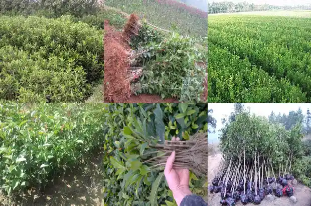 桂花树丛生和独生有什么区别1684285242925