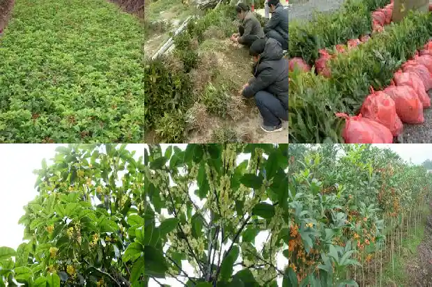 桂花树苗多少钱一根啊1689985029237