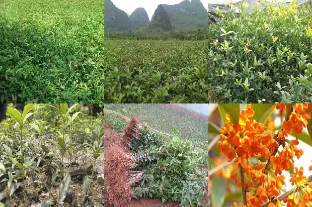 茂盛的桂花树好篇1684285266286
