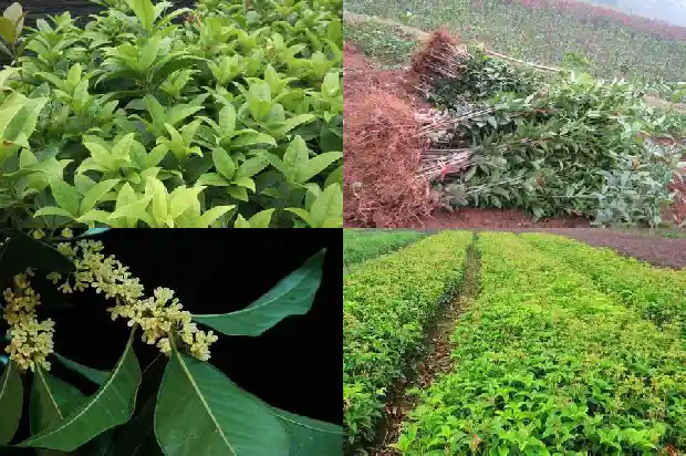 茂盛的桂花树好篇1684285266334