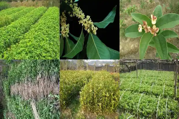 茂盛的桂花树好篇1684285266382