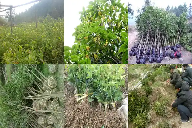 茂密的桂花树1684285273542
