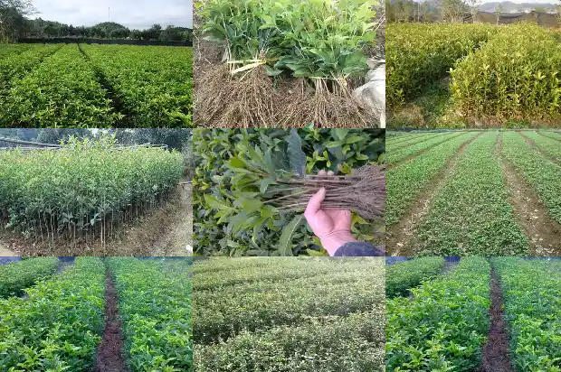 茂密的桂花树1684285273590