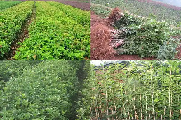 桂花树有什么功效和作用1689122103564