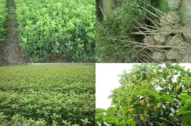 学校里面的桂花树可以摘一点吗1684285283547