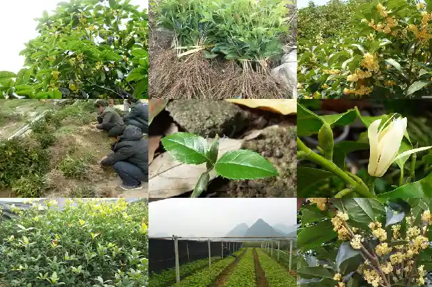 桂花在校园里有什么寓意吗1684285290795