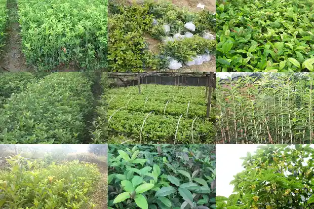 以桂花树设计吉祥物1684285301985