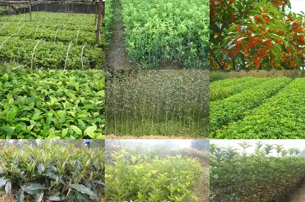 以桂花树设计吉祥物1684285302080