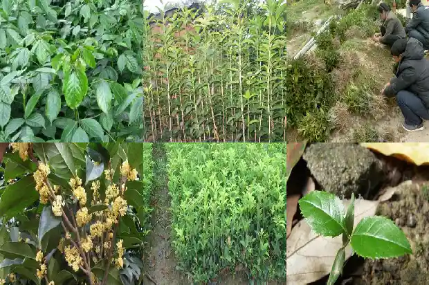 以桂花树设计吉祥物1684285302128