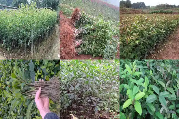 关于桂花树的创意名1684285311661