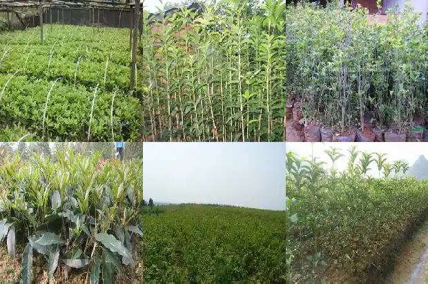 关于桂花树的创意名1684285311709