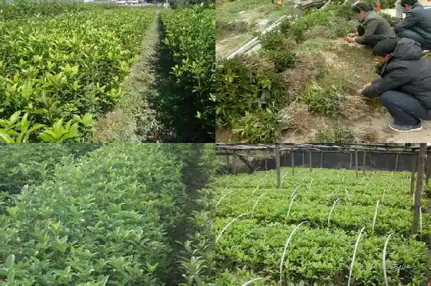 桂花树可以比喻成什么1684285330778