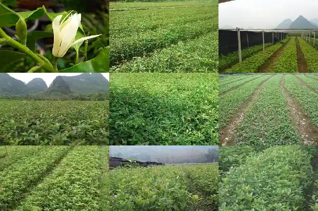 园里种桂花树好不好呢1684285342594