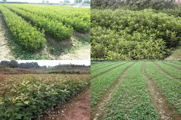 园里种桂花树好不好呢1684285342642