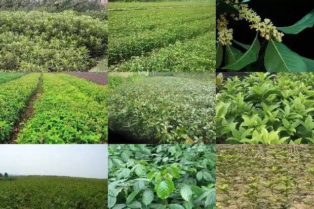 家中栽桂花树好吗?1684285349862