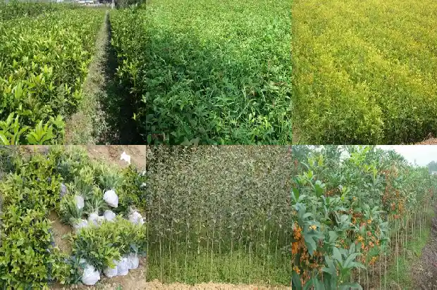 家中栽桂花树好吗?1684285349910