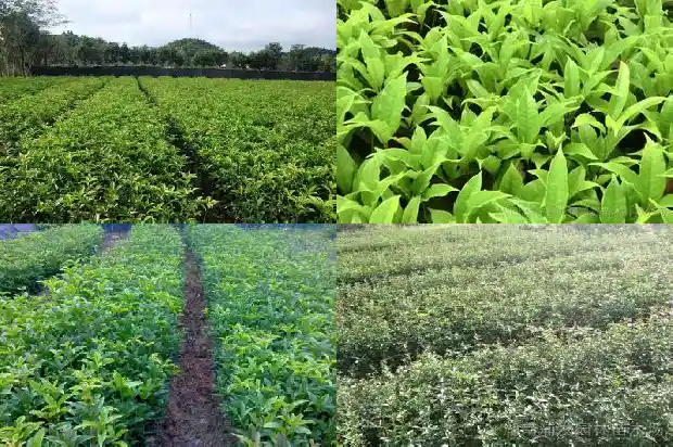 小区栽桂花树好吗1684285368901