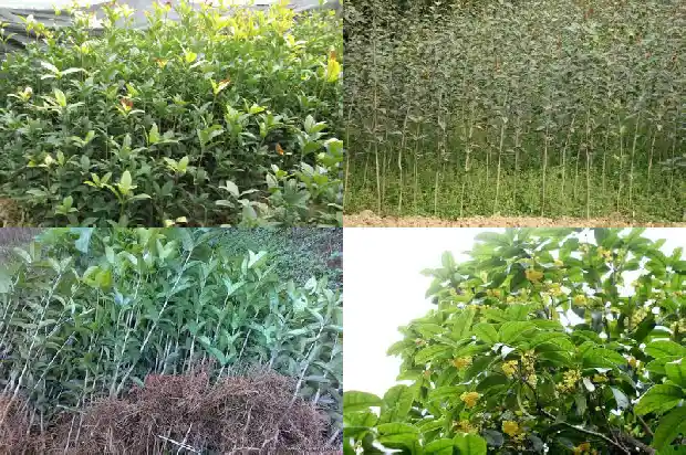 小区栽桂花树好吗1684285368949