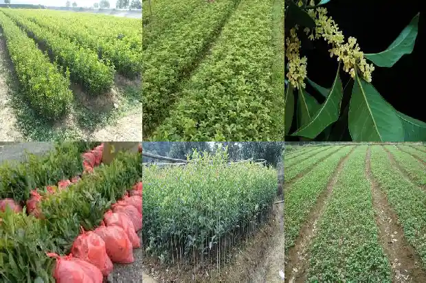 家里花园可以种桂花树吗1684285378453