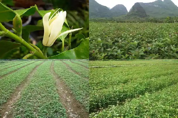 家里花园可以种桂花树吗1684285378501