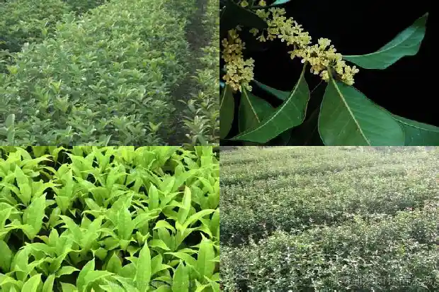 家里花园可以种桂花树吗1684285378549