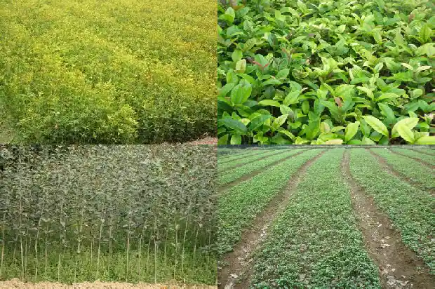 家中栽桂花树好不好养1684285388023