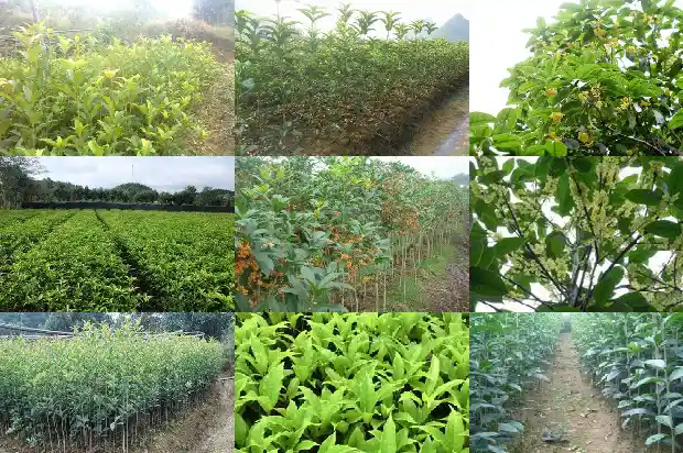 门口栽桂花树好吗1684285399620