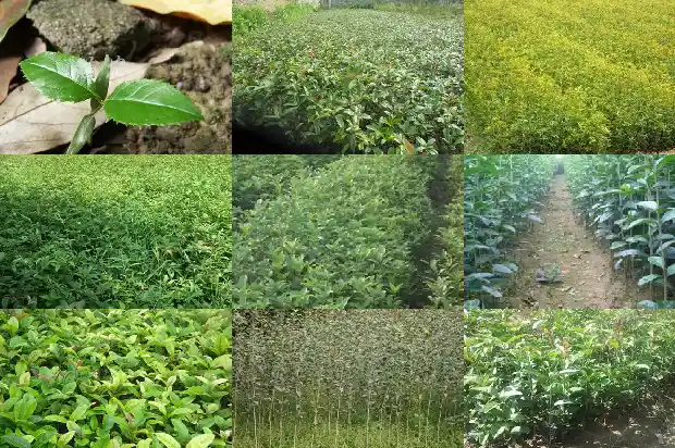 门口栽桂花树好吗1684285399668