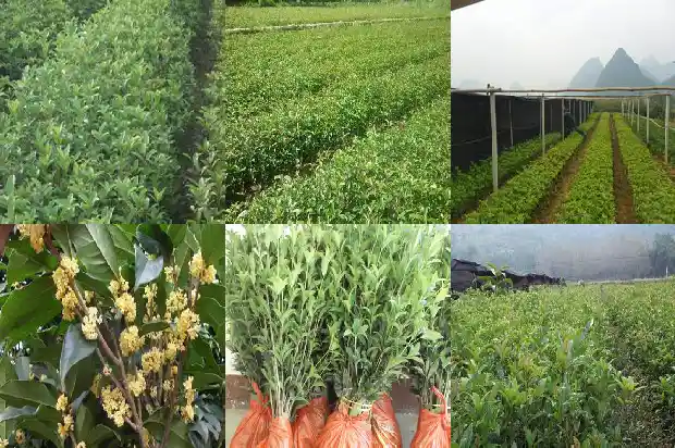 门口栽桂花树好吗1684285399716
