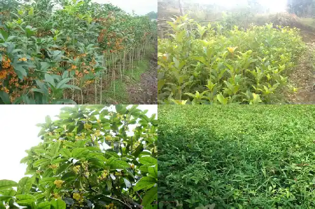 门口栽桂花树好吗1684285399764