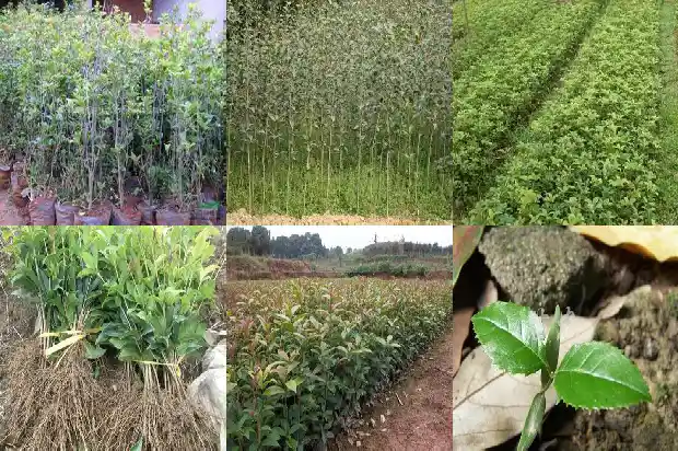 栽桂花树好吗风水好吗1684285410855