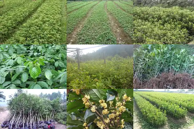 栽桂花树好吗风水好吗1684285410903