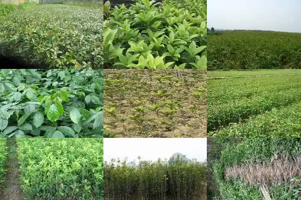 桂花什么时候种最合适盆栽1688606487574
