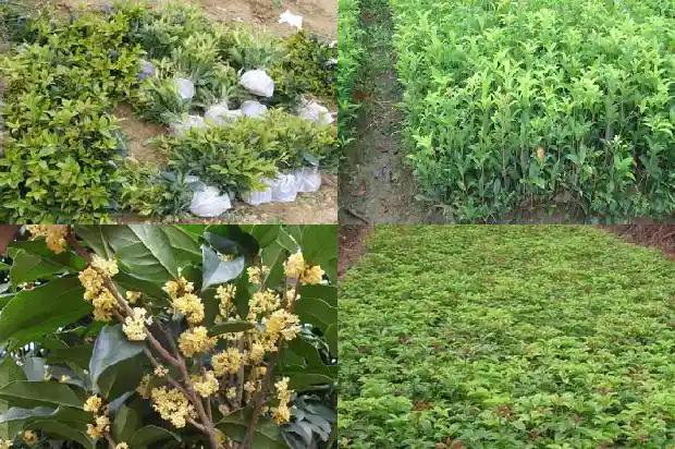 全年都浸在桂花的香气里整个村子修改病句1684285418549