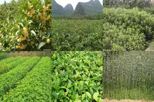 桂花丛生与单杆的区别是什么1690159013678