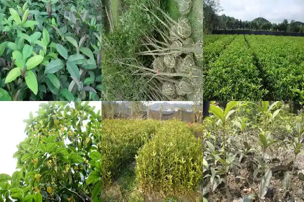 校园里栽着许多桂花树英语怎么写1684285436042