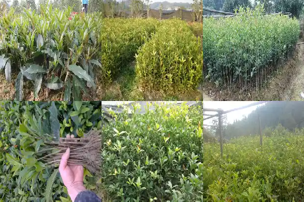 校园里栽着许多桂花树英语怎么写1684285436090