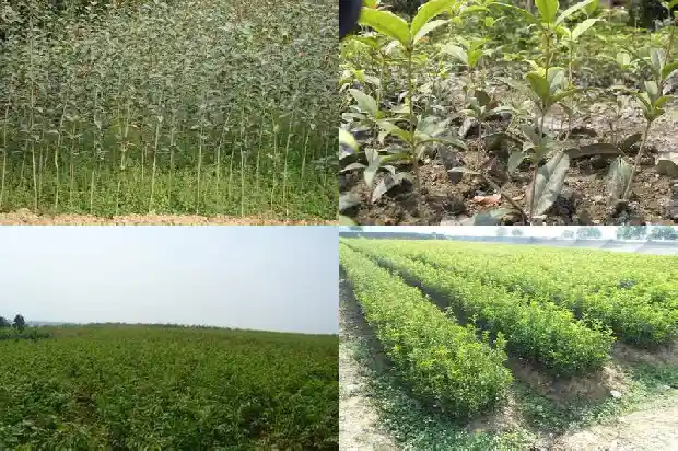 校园里栽着许多桂花树英语怎么写1684285436138