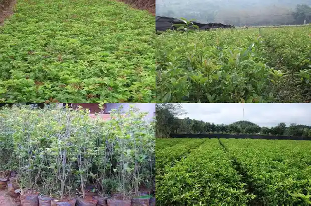 桂花树英语怎么写1684285445533