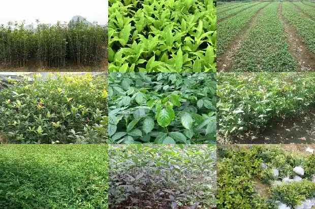 桂花树英语怎么写1684285445580
