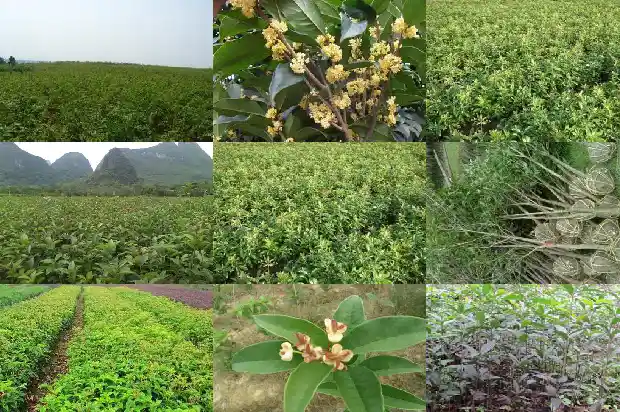 校园里的桂花树400字左右1684285457058