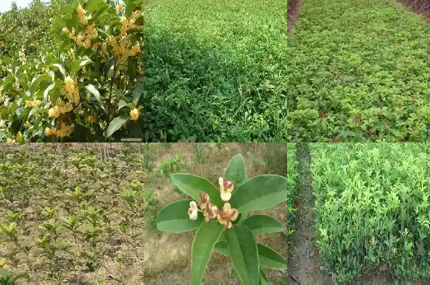 校园里的桂花树400字左右1684285457105
