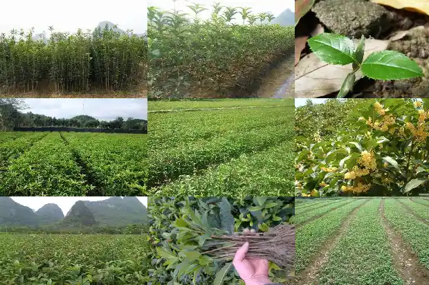 桂花树啥时候修剪枝叶好1688433320169