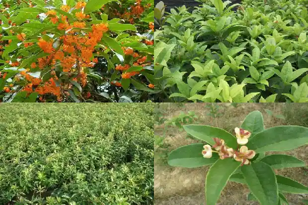 开满桂花树的校园1684285474173