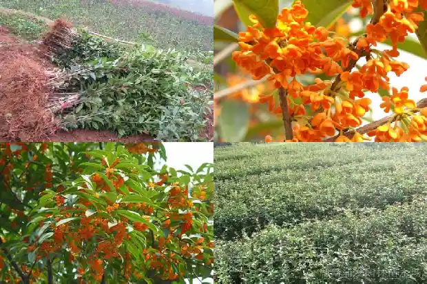 一年开一次桂花的说说怎么写1690504092912
