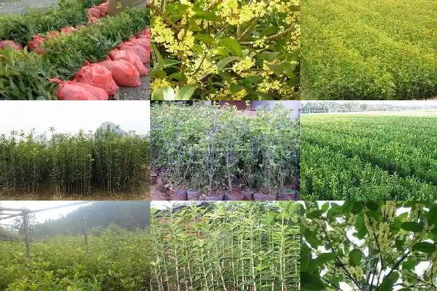 成品桂花树市场价格多少1689640483409