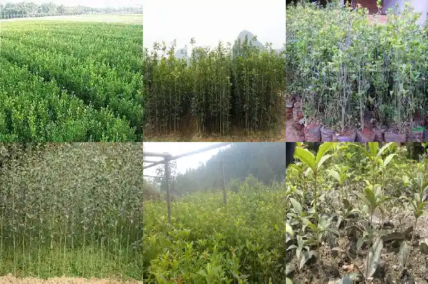 桂花飘香的校园里1684285481687