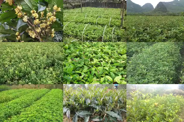 整个校园都弥漫着桂花的香味1684285488989