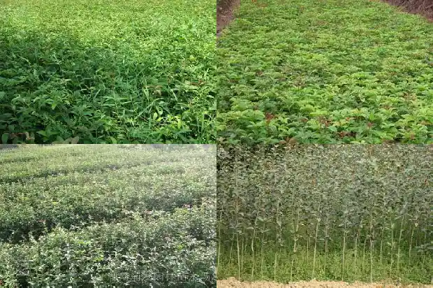 教室门口的桂花树直接抒情描写1684285500904
